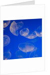 Moon jellyfish by Anonymous