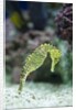 Pacific seahorse by Anonymous