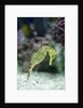 Pacific seahorse by Anonymous