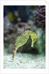 Pacific seahorse by Anonymous