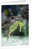 Pacific seahorse by Anonymous