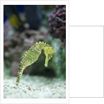 Pacific seahorse by Anonymous