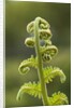 Fiddlehead fern by Anonymous