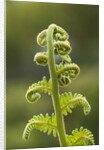 Fiddlehead fern by Anonymous