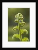 Fiddlehead fern by Anonymous
