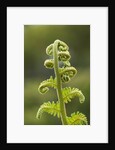 Fiddlehead fern by Anonymous