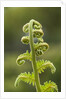 Fiddlehead fern by Anonymous