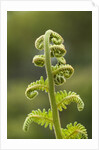 Fiddlehead fern by Anonymous