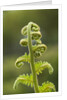 Fiddlehead fern by Anonymous