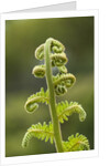 Fiddlehead fern by Anonymous