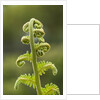Fiddlehead fern by Anonymous
