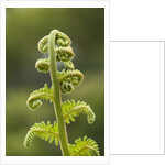 Fiddlehead fern by Anonymous