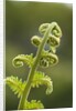 Fiddlehead fern by Anonymous