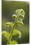 Fiddlehead fern by Anonymous