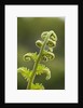 Fiddlehead fern by Anonymous