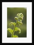 Fiddlehead fern by Anonymous