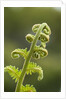 Fiddlehead fern by Anonymous