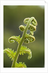 Fiddlehead fern by Anonymous