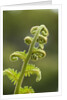 Fiddlehead fern by Anonymous