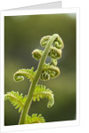 Fiddlehead fern by Anonymous