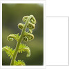 Fiddlehead fern by Anonymous