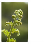 Fiddlehead fern by Anonymous