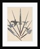 Weapons. Halberds and spearhead. Colored engraving by Anonymous