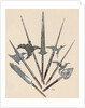 Weapons. Halberds and spearhead. Colored engraving by Anonymous