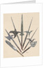 Weapons. Halberds and spearhead. Colored engraving by Anonymous