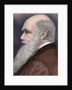 Charles Robert Darwin (1809-1882) British naturalist. Colored engraving by Anonymous