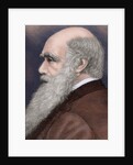 Charles Robert Darwin (1809-1882) British naturalist. Colored engraving by Anonymous