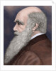 Charles Robert Darwin (1809-1882) British naturalist. Colored engraving by Anonymous