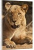 Lioness (Panthera leo) by Anonymous