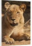 Lioness (Panthera leo) by Anonymous