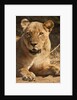 Lioness (Panthera leo) by Anonymous