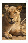 Lioness (Panthera leo) by Anonymous