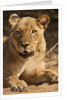 Lioness (Panthera leo) by Anonymous