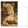 Lioness (Panthera leo) by Anonymous