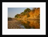 Riverbed, Zambezi National Park by Anonymous