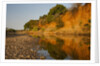 Riverbed, Zambezi National Park by Anonymous