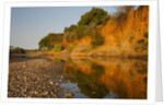 Riverbed, Zambezi National Park by Anonymous