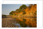 Riverbed, Zambezi National Park by Anonymous