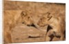 Young Lions (Panthera leo) by Anonymous