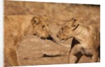 Young Lions (Panthera leo) by Anonymous