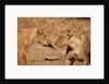 Young Lions (Panthera leo) by Anonymous