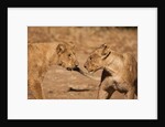 Young Lions (Panthera leo) by Anonymous