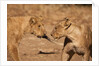 Young Lions (Panthera leo) by Anonymous