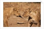 Young Lions (Panthera leo) by Anonymous