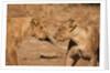 Young Lions (Panthera leo) by Anonymous