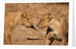 Young Lions (Panthera leo) by Anonymous